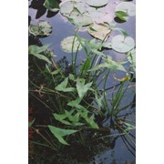 Стрелолист обыкновенный. (Sagitaria sagittifolia) фото