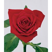 Розы “Ред Чамп“ фотография
