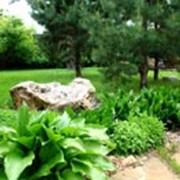 Питомник растений Мишково фото