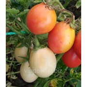 Семена томатов Слоновые яйца фотография