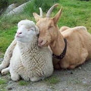 Разведение овец и коз