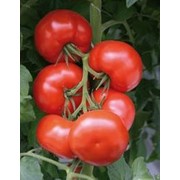 Семена томатов F1 Бейсужок фото