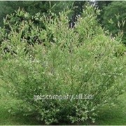 Ива Salix Caprea 60-90
