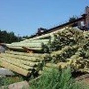 Опоры ЛЭП (Столбы) Деревянные пропитанные от 6 - 13,5 метров фотография