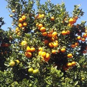 Апельсины /Испания/ фото