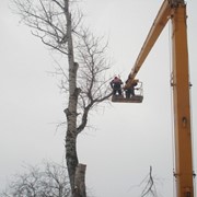 Спил деревьев Киев. Удаление аварийных деревьев Киев. фото