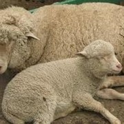 Овцы племенные, разведение племенных овец, поставки племенных овец, животноводство фото