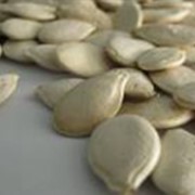 Семена тыквы (Сucurbita) фото
