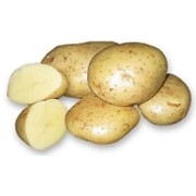 Картофель "Удача"
