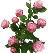 Срезанный цветок Роза кустовая Lady Bombastic