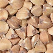 Закупаем зерно гречки фото