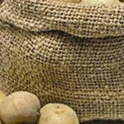 Посадочный картофель из Чернигова фотография