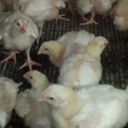 Подрощенные цыплята-бройлеры КОББ 500 фото