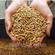 Пшеница 2-5 класс на экспорт фото