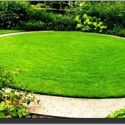 Озеленение территорий в Казахстане фото