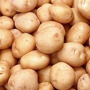 Картофель, купить картофель оптом, купить картофель в Украине фото