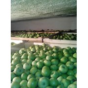 Яблоки Семеренко