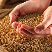 Пшеница третьего класса, Пшеница 3 класса, Пшеница оптом в Казахстане