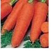 Семена моркови Шантенэ Роял (Королевская) фото
