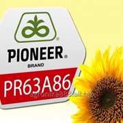 Гибрид подсолнечника PR63A86 (Pioneer) фото