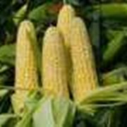 Кукуруза сорта Будан фотография