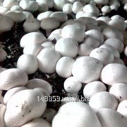 Шампиньоны, грибоводство, технолог выращивания грибов фото