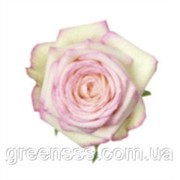 Роза -- Rose фото