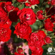Саженцы роз (Бордюрные) фото