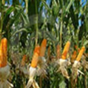 Гибрид кукурузы Днепровский 181 СВ фото