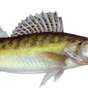 Рыба-Свежемороженный Судак фотография