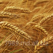 Зерно в Молдове,Зерно в Кишиневе фото