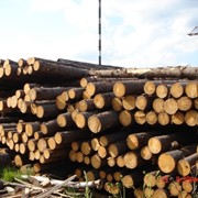 Лесоматериалы, купить лесоматериалы из различных пород дерева фотография