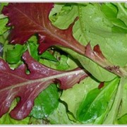 Салат Оаклиф, дубовый салат фото