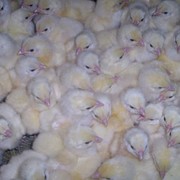 Суточные цыплята, Украина фотография