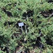 Можжевельник горизонтальный Принц оф Уэльс (Ялівець горизонтальний; Juniperus horizontalis Prince of Wales) фото