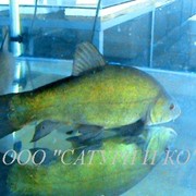 Карп, товарная рыба фото
