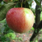 Саженцы яблонь Прісцілла фото