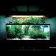 Ландшафтный дизайн аквариумов фото
