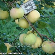 Саженцы яблонь Уральское наливное фото