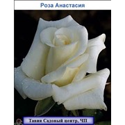 Роза Анастасия