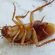 Избавиться от тараканов фото