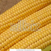 Кукуруза для пищевых концентратов и продуктов