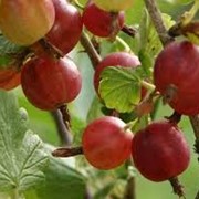 Крыжовник Ribes uva-crispa BEZKOLCOWY рост 80 – 100