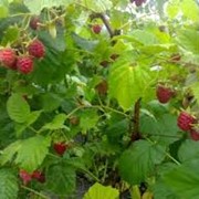 Саженцы ягодных кустарников, саженцы малины купить в Украине фотография