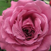 Розы кустарниковые, Роза Клод Брассёр фото