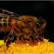 Мед разнотравье