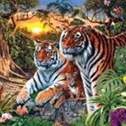 Картина по номерам Семья тигров 40х50см (31219) фотография