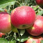 Яблони каллированные, саженцы фото