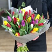 23 тюльпана фото