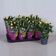 Роза Elouise Hit -- Rose Elouise Hit фото